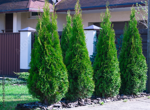 Beautiful Thuja trees on the background of a lowbuilding.  Lined tree backyard. white cedar (Thuja occidentalis 'Smaragd')  photo