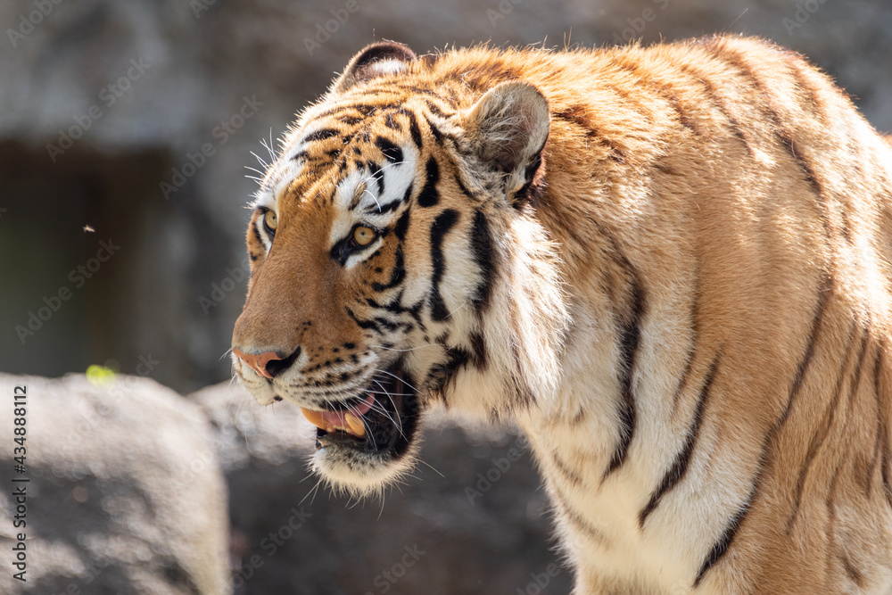 Obraz premium 可愛いトラ