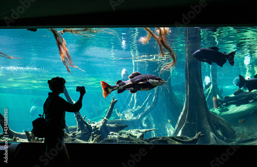 turista hace fotos a un pex gigante en un acuario 