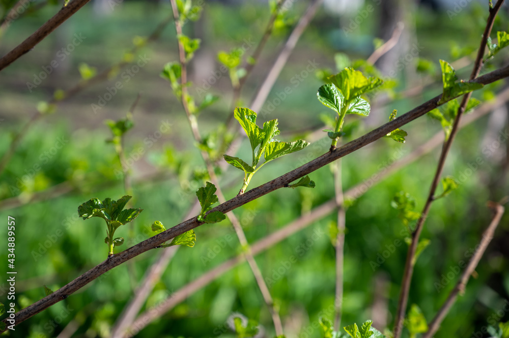 Green buds in spring. Selective focus with shallow depth of field. Green buds in spring. Selective focus with shallow depth of field.