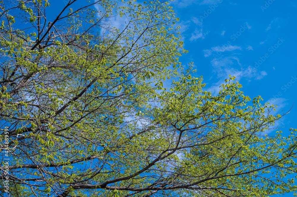 Obraz premium In summer forest. Natural background.