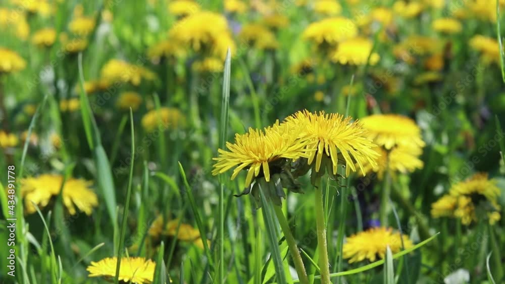 Field of yellow dandelions. Summer wild flowers. Field of yellow dandelions. Summer wild flowers.