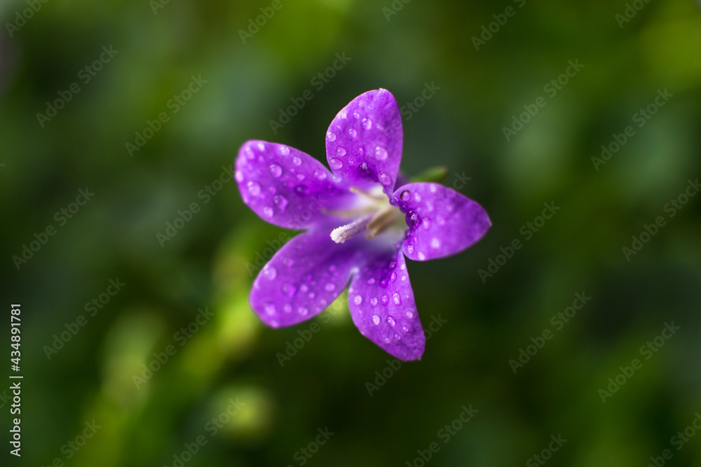 Flower of a house plant campanula in droplets of water Flower of a house plant campanula in droplets of water