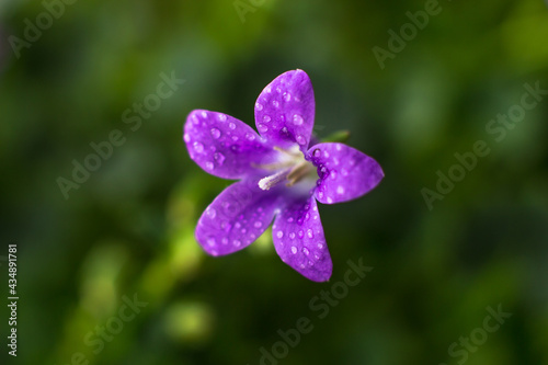 Flower of a house plant campanula in droplets of water