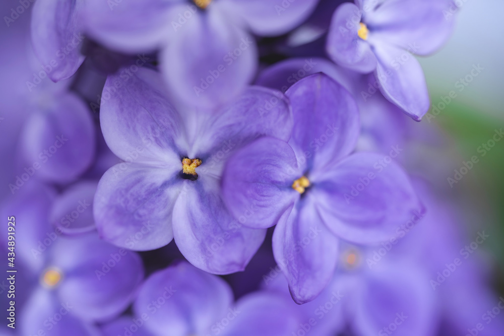 Beautiful purple lilac background. Blooming spring flowers wallpaper. Lovely seasonal floral macro photo. Copy space. Atmospheric closeup. 