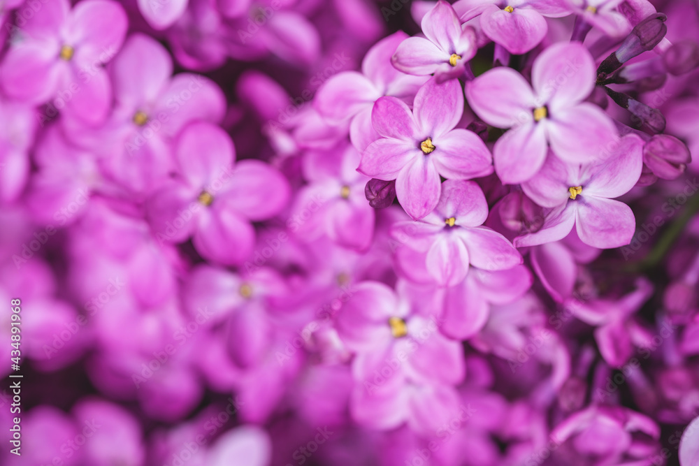 Lovely spring flowers background. Bright pink lilac postcard with copy space. Selective focus, macro. Blooming lilac wallpaper.