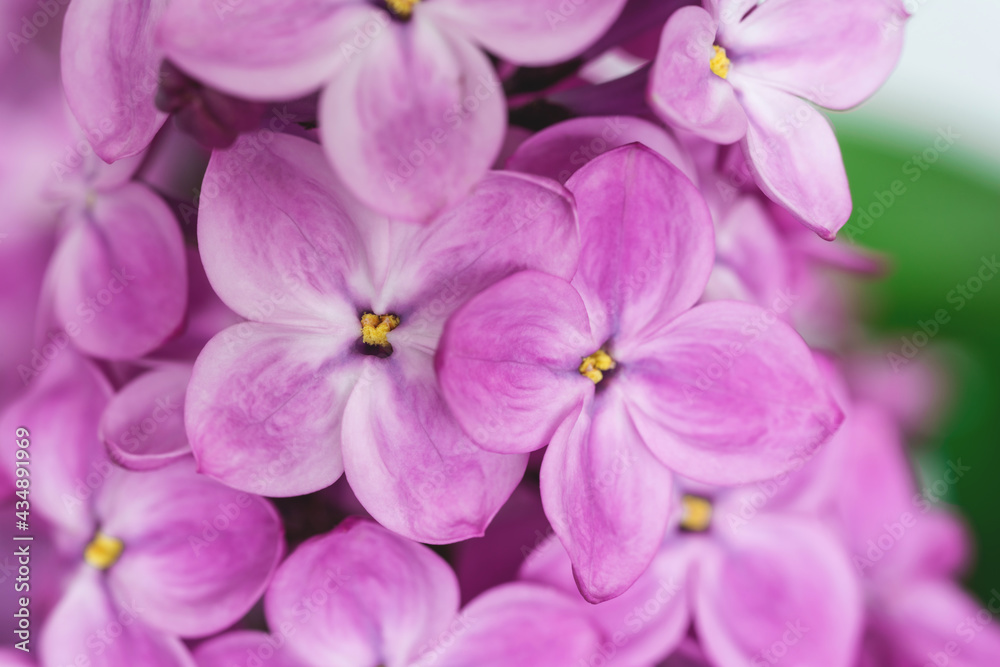 Beautiful pink lilac background. Blooming spring flowers wallpaper. Gentle seasonal floral macro photo. Copy space. 