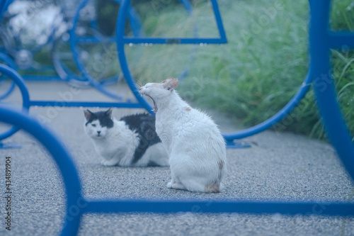 雨の朝のあくび