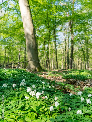 Spring flowers in a German forest