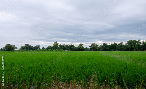 cornfield