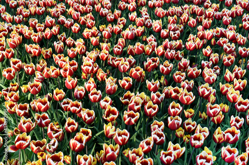 field of spring tulips in top view