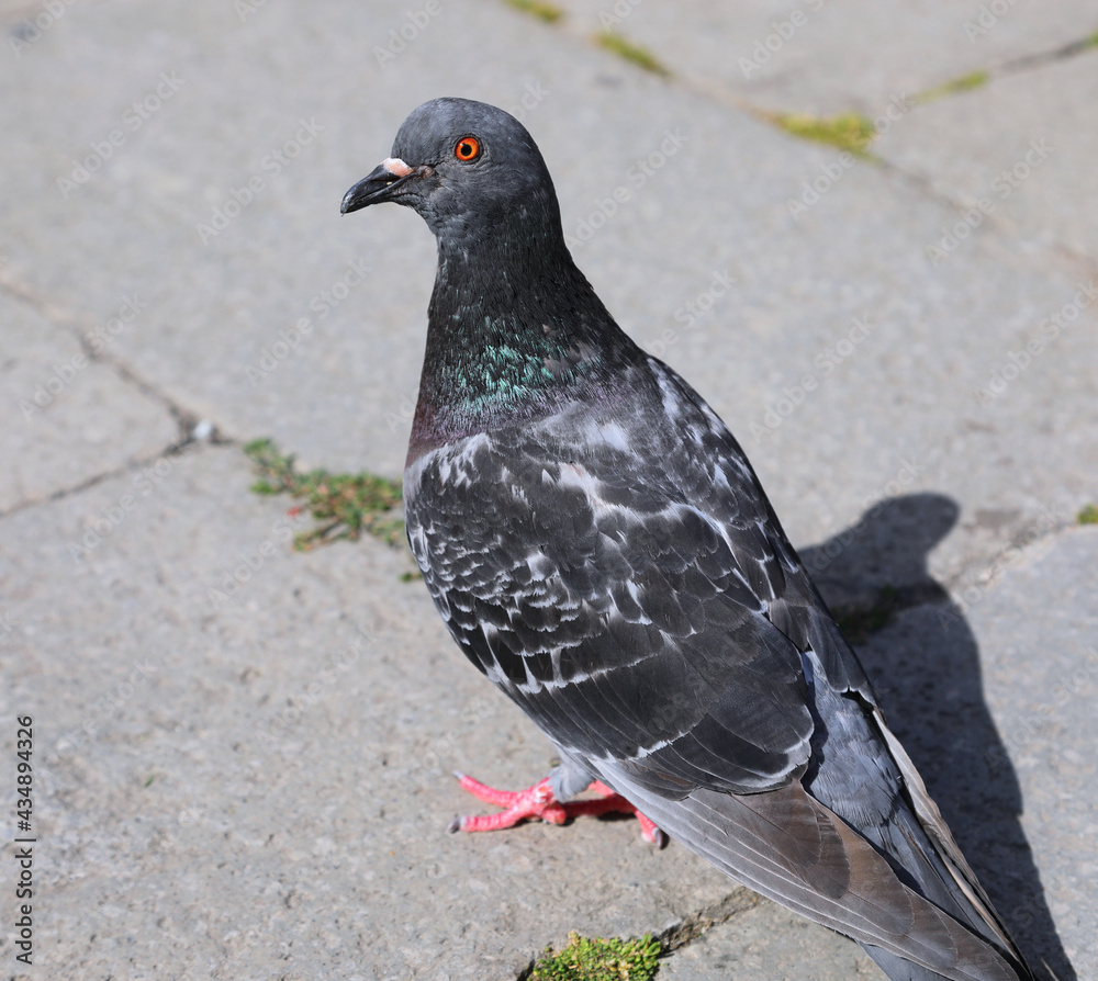 Fototapeta premium urban pigeon in the European city square looking for bread crumbs