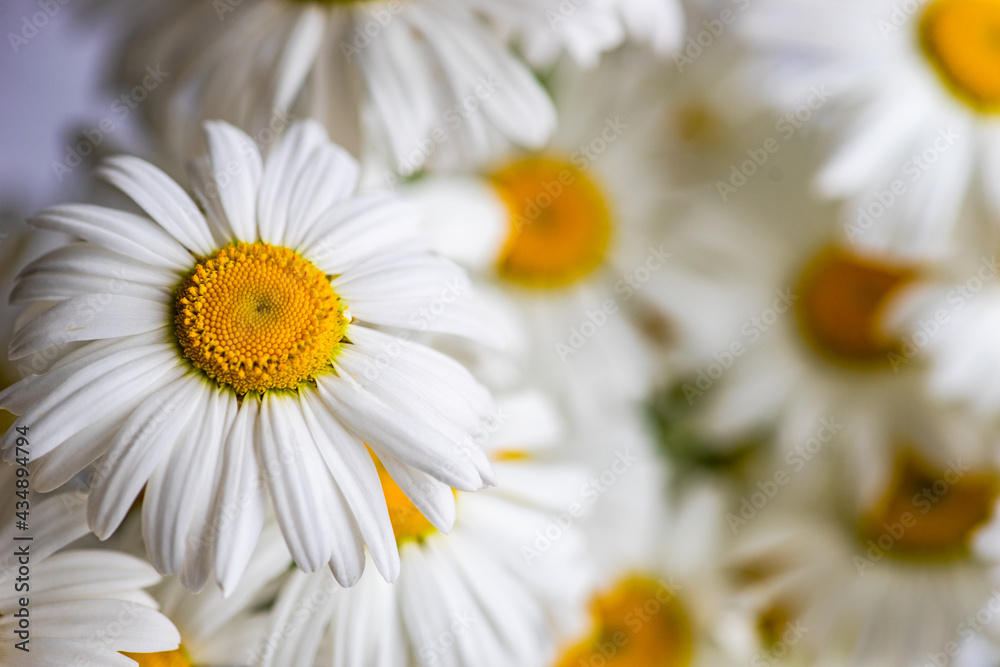 Obraz premium White daisy flowers as a summer background