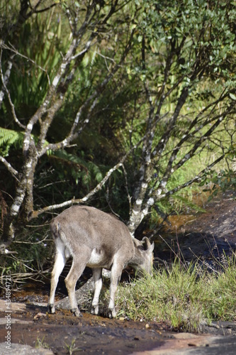 From the Eravikulam National Park  Munnar