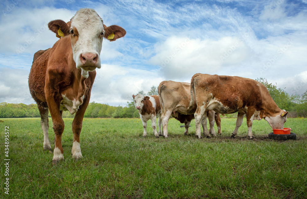 Cows in meadow. Countrylife. Uffelte Drenthe Netherlands. Winkelsteeg. Cows in meadow. Countrylife. Uffelte Drenthe Netherlands. Winkelsteeg.