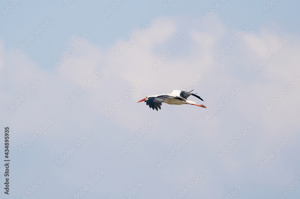 Obraz premium White stork flies against a blue sky with white clouds. Red beak and orange legs. Copy space