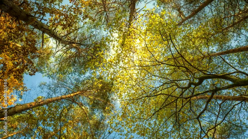 4k time lapse with crowns of autumnal trees. Forest landscape.