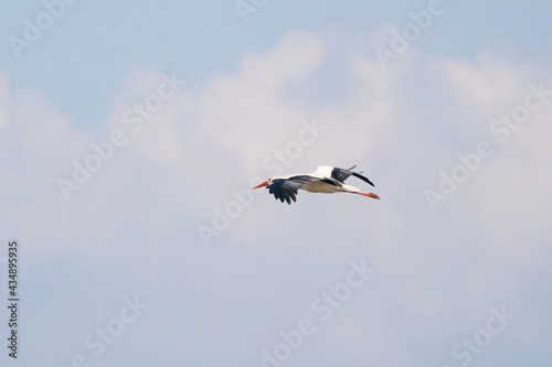 White stork flies against a blue sky with white clouds. Red beak and orange legs. Copy space © Dasya - Dasya