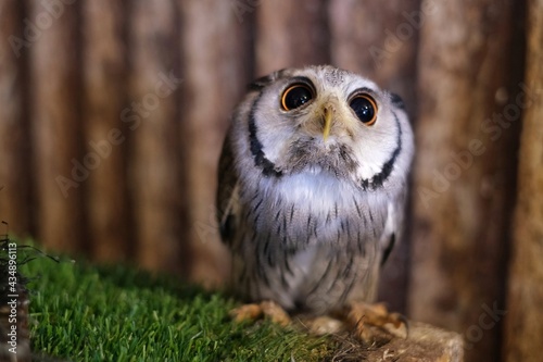 A close up picture of a cute little elf owl with adorable big googly eyes and white and brown features is standing on a box ready to be pet.