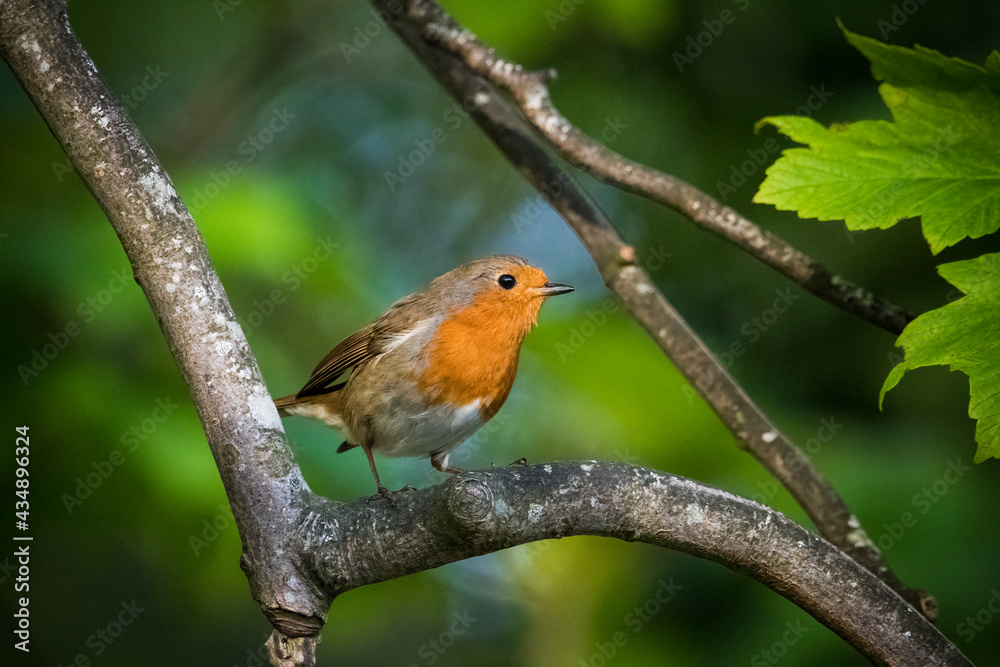 Robin in evening sunlight against vibrant green backdrop Robin in evening sunlight against vibrant green backdrop