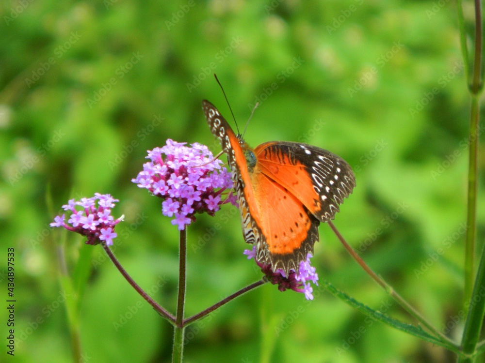 butterfly on flower