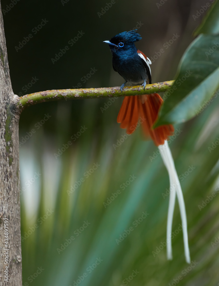 Obraz premium Abyssinian Paradise Flycatcher, Terpsiphone viridis ferreti, singing tropical bird, long white tail, birds of Ethiopia, East Africa.