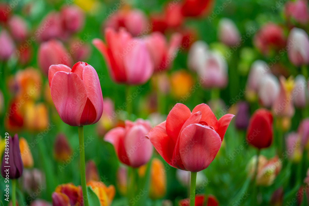 Tulip in closeup Tulip in closeup