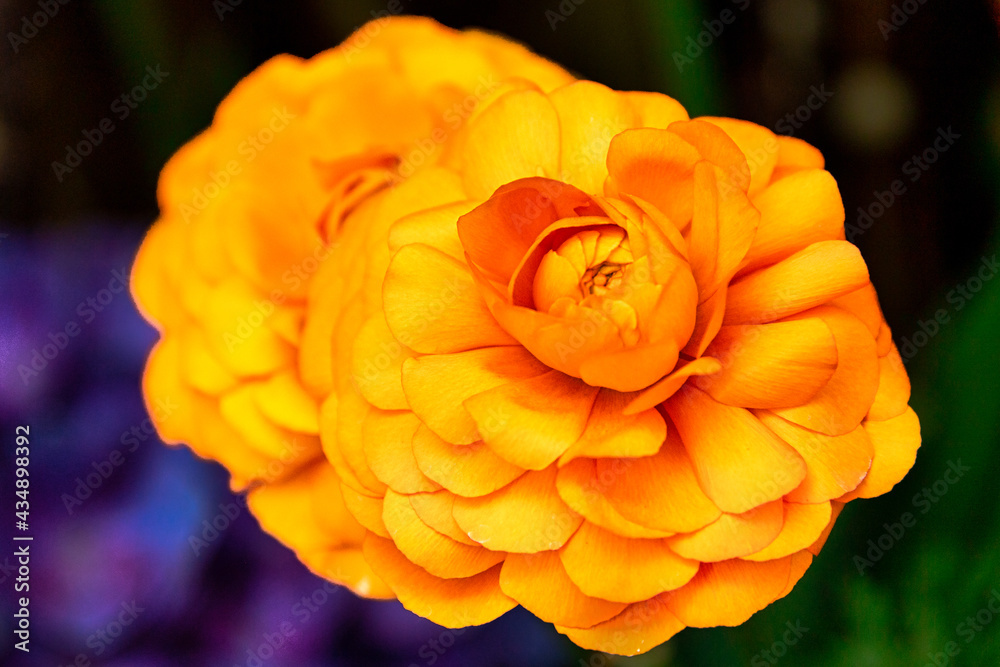 Yellow potted flower decorating downtown Toronto, Canada Yellow potted flower decorating downtown Toronto, Canada