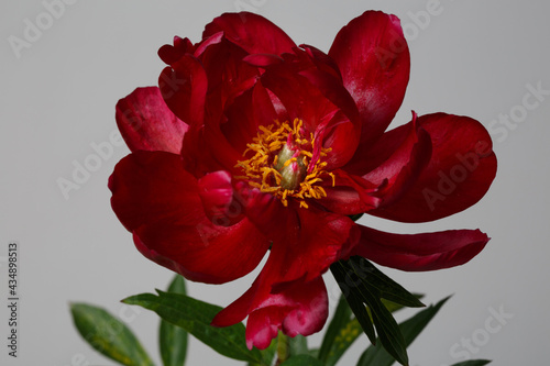 Dark red elegant peony flower isolated on grey background.