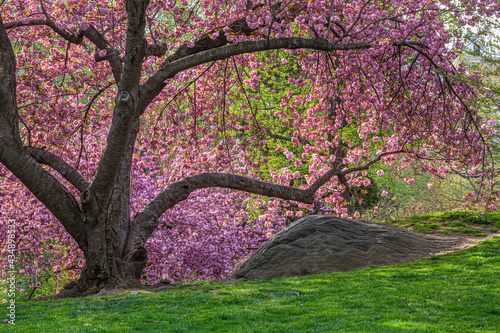 Japanese cherry tree in spring photo