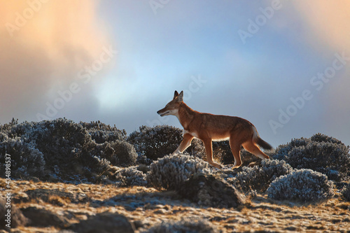 Endangered Ethiopian wolf, Canis simensis, orange and white canine beast, silhouette on rocky cliff against sunrise. Sanetti Plateau. Frosty morning, hoarfrost. Bale Mountains, travel around Ethiopia.