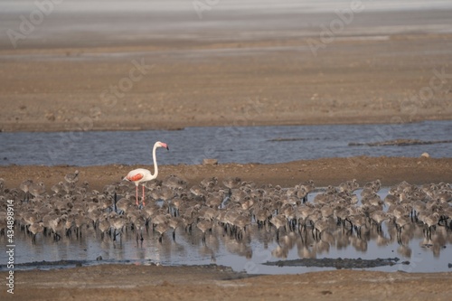 Flock of Lesser Flamingos chicks or sub adults along from Wetlands of Khadir Island, Greater Rann of Kutch, India photo