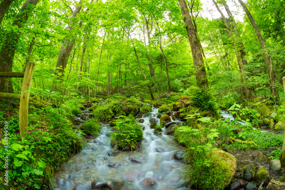 Obraz premium 新緑の尚仁沢湧水