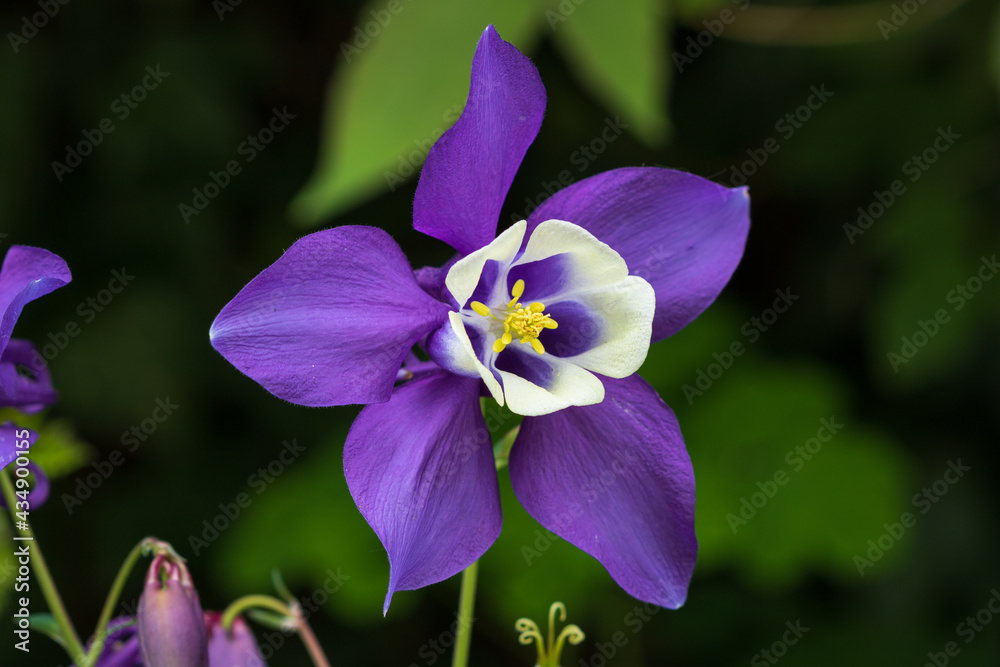 Akelei in Lila mit weißer Mitte Aquilegia Makro Akelei in Lila mit weißer Mitte Aquilegia Makro