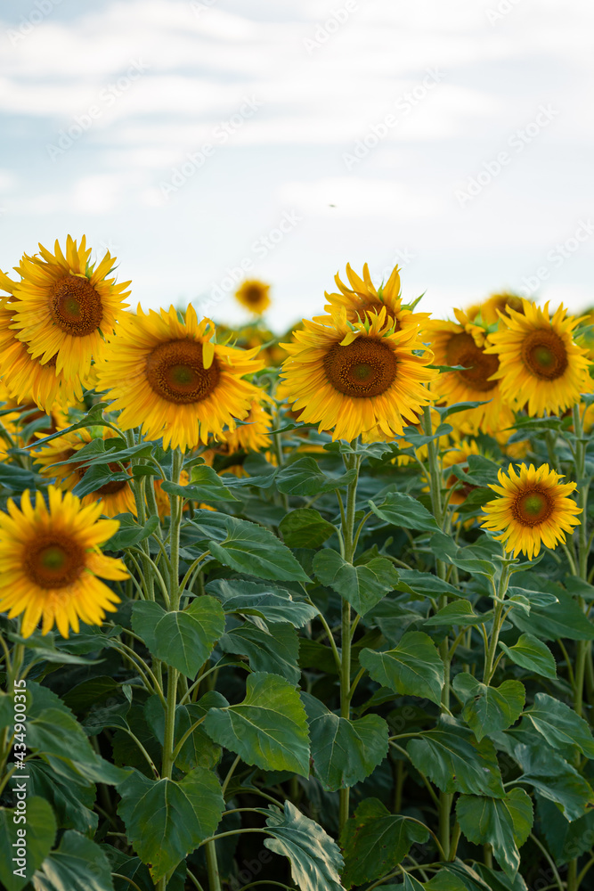 Sunflowers farmland concept of rich harvest