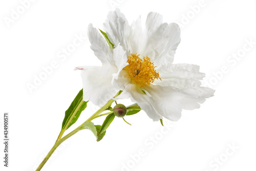 Elegant peony flower with white petals and yellow stamens isolated on white background. © ksi