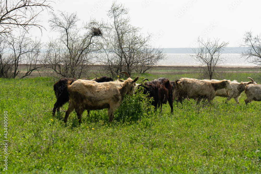 Domestic goats graze in the meadow near the lake among the green grass. Domestic goats graze in the meadow near the lake among the green grass.