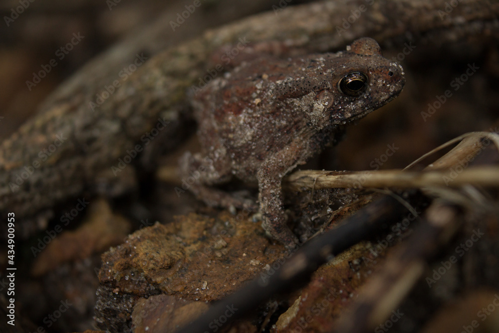 frog
frog