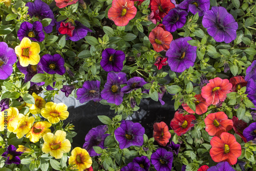 Calibrachoa is a genus of plants in the Solanaceae family. Calibrachoa is a genus of plants in the Solanaceae family.