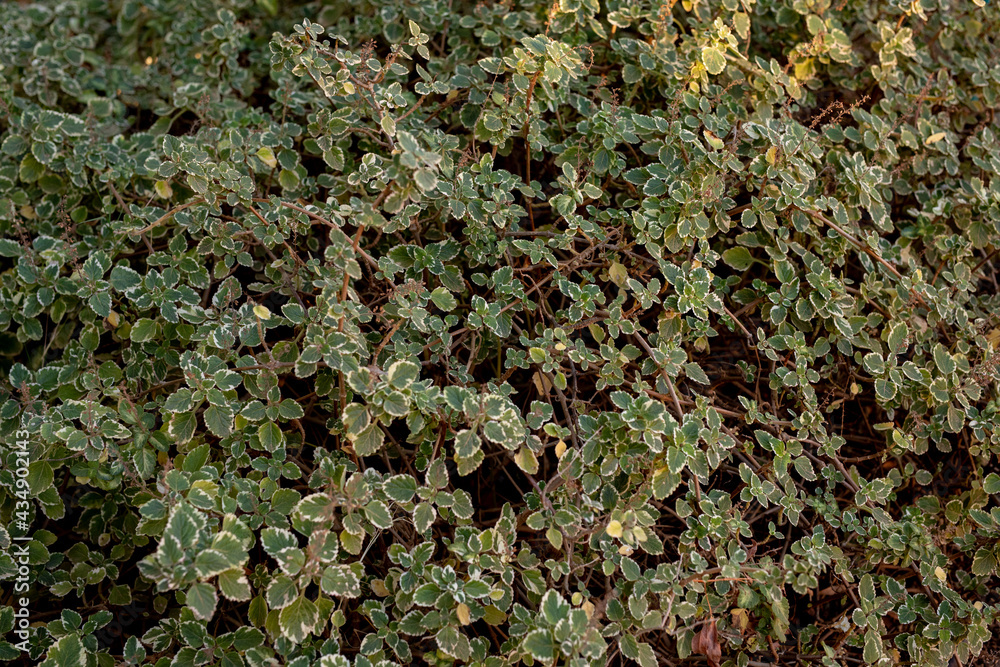 green moss background green moss background
