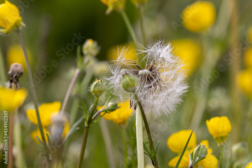 Pusteblume
