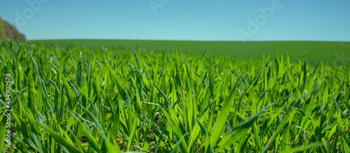 fresh green wheat  barley  rapeseed  oats growing in the field  blue sky