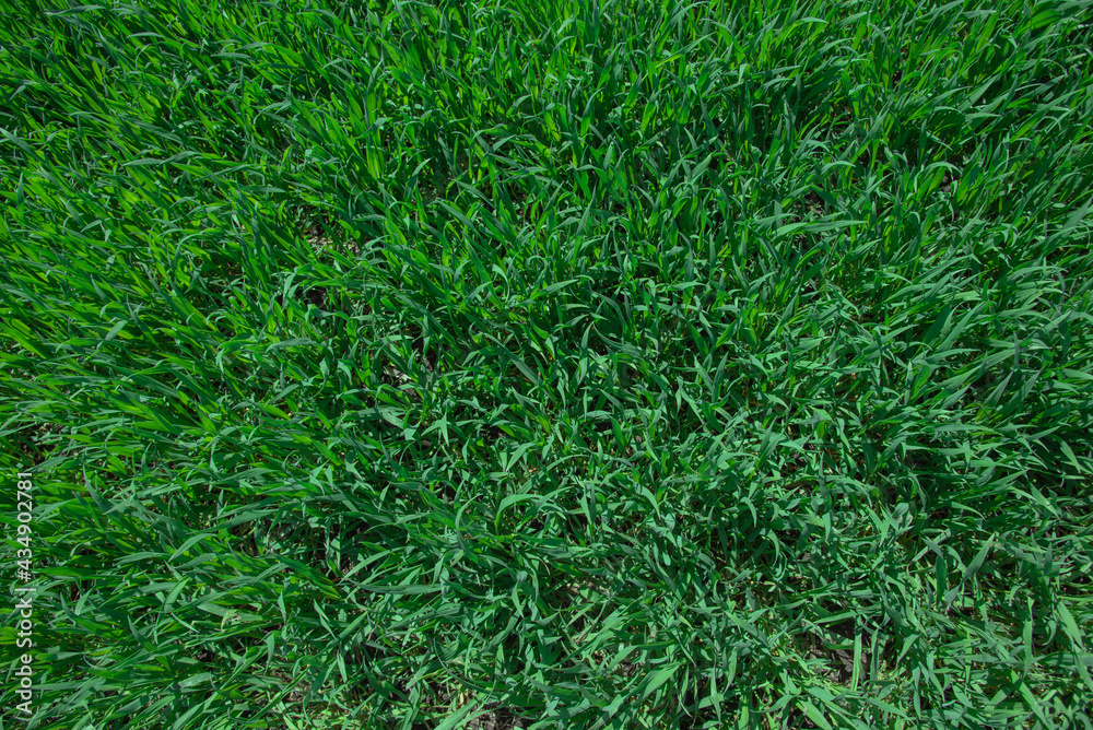 fresh green grass growing on field isolated fresh green grass growing on field isolated