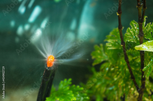 Spray water from the automatic sprinkler system watering the plants in the garden.