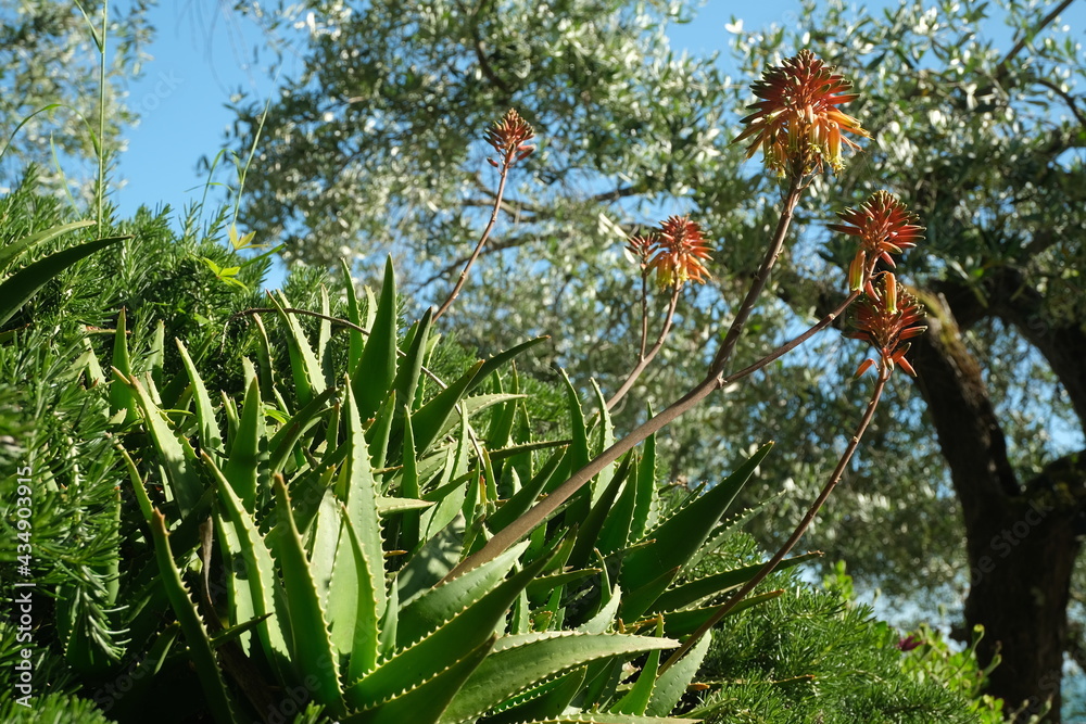 Mediterranean garden with flowering Aloe vera and olive treeOrange flowers in a rock garden. Liguria, Italy. Mediterranean garden with flowering Aloe vera and olive treeOrange flowers in a rock garden. Liguria, Italy.