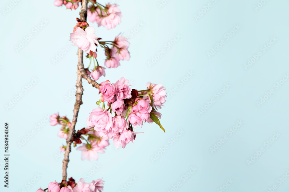 Flowering twig of sakura on pastel pink background Flowering twig of sakura on pastel pink background