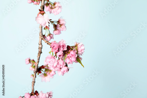 Flowering twig of sakura on pastel pink background