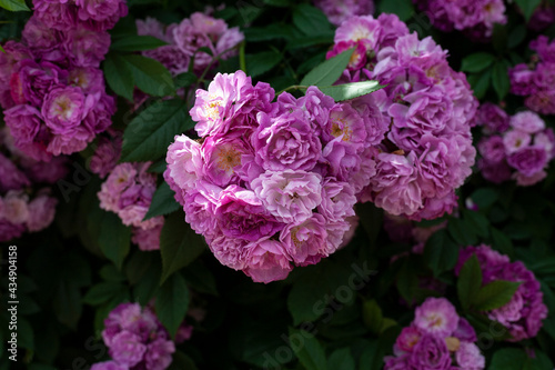 Flowers in a beautiful garden in Korea
