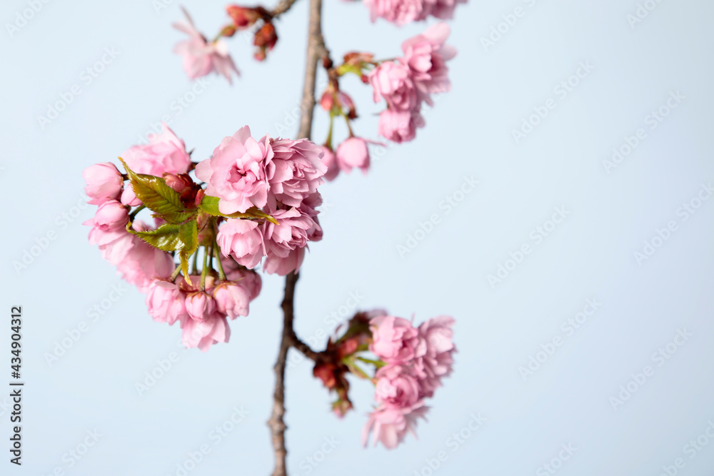 Flowering twig of sakura on pastel blue background Flowering twig of sakura on pastel blue background