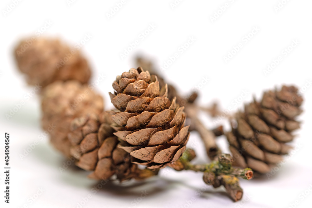 Reife Zapfen der Lärche, Larix, vor weißem Hintergrund Reife Zapfen der Lärche, Larix, vor weißem Hintergrund